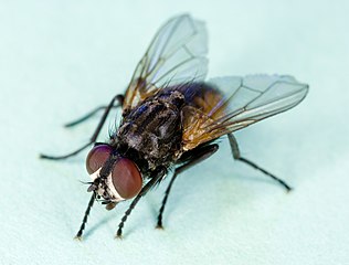 House Fly