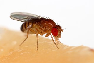 Fruit-fly