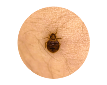 Bed Bugs