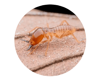Termite