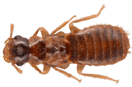 asian-subterranean-termite (1)