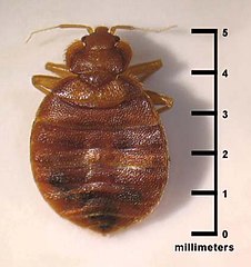 bedbug measure (1)