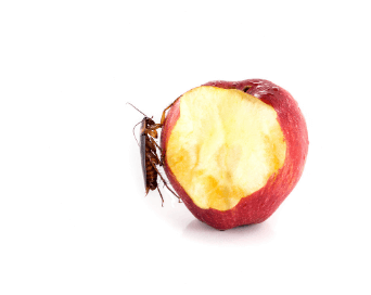 cockroach