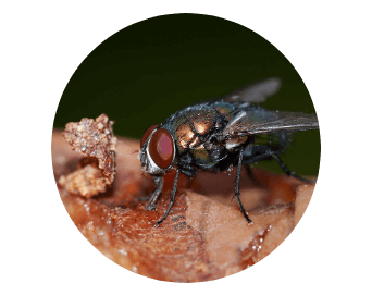 Fly
