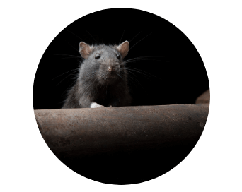 Rodent