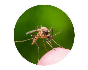 Mosquito
