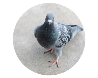 Pigeon