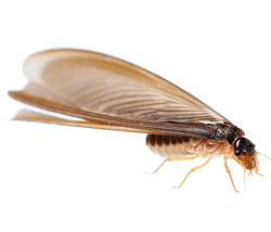 drywoodtermite_0 (1)