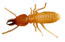 formosan-termite-soldier (1)