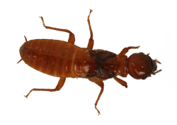 damp termite