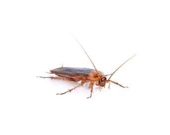Cockroach