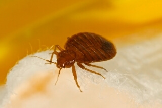 Bed_Bug_biligiri_pest_control_service Bed_Bug_biligiri_pest_control_service