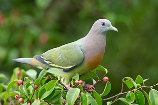 Bird Control BPCS