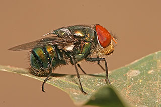 Bluebottle_Fly_Biligiri_Pest_Control Bluebottle Fly BPCS