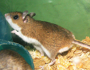 Deer_Mouse_Biligiri_Pest_Control Deer Mouse BPCS