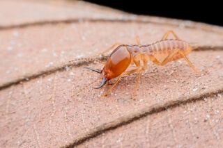 Termite BPCS