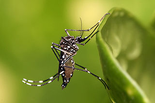 Yellow fever Mosquito BPCS