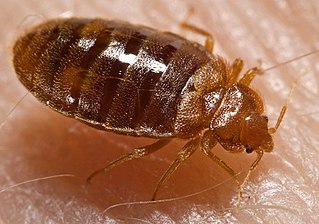 Bed Bug Image bed bug - bpcsindia.co.in