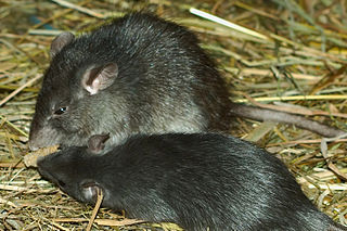 black_rat_bpcsindia.co.in Black Rat
