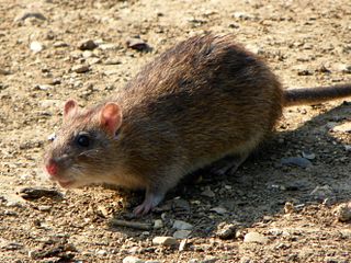 brown_rat_bpcsindia.co.in Brown Rat