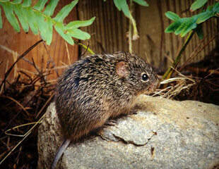 cotton_rat_bpcsindia.co.in cotton Rat