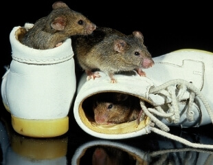 house_mice_bpcsindia.co.in House Mice
